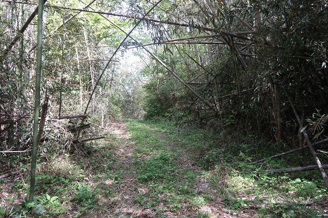 5町5反ある挾間町朴木の山林|田畑・山林|九州の田舎暮らしを応援する 大分県由布市(株)オアシス 不動産部