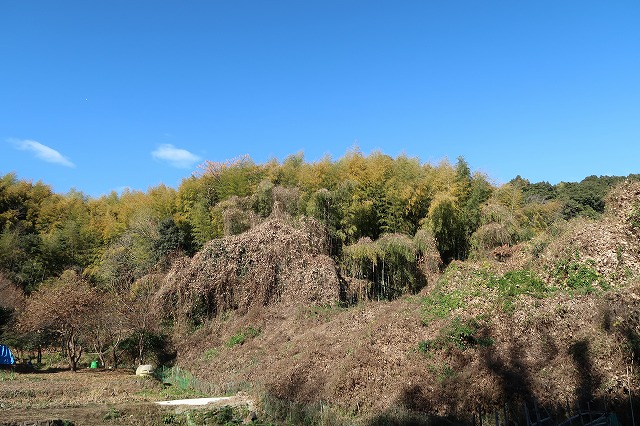 大分市竹中の山林