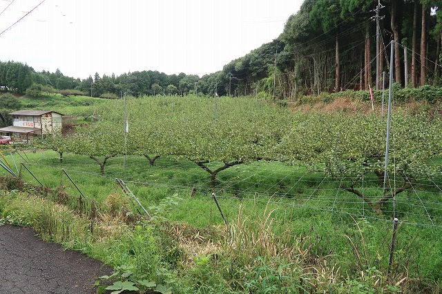 5506m2あるナシ園
