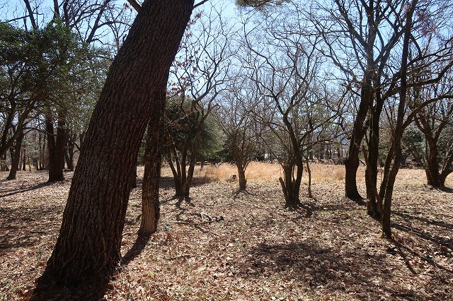 九重町飯田高原ドライブイン近くの土地。