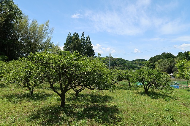 カボスがたくさん3反9畝ある土地
