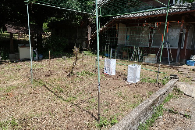 カボスがたくさん3反9畝ある土地